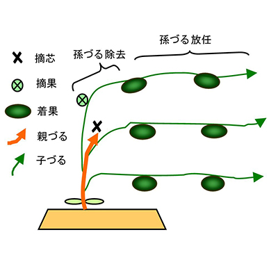 かぼちゃ ｊａひだ